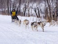 Musher hiding behind sleigh at sled dog race on snow in winter Royalty Free Stock Photo