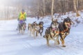 musher hiding behind sleigh at sled dog race on snow in winter Royalty Free Stock Photo