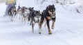 musher hiding behind sleigh at sled dog race on snow in winter Royalty Free Stock Photo