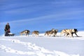 Musher hiding behind sleigh at sled dog