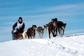 Musher hiding behind sleigh at sled dog Royalty Free Stock Photo