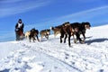 Musher hiding behind sleigh at sled dog Royalty Free Stock Photo