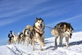 Musher hiding behind sleigh at sled dog race on snow in winter. Royalty Free Stock Photo