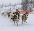 The musher hiding behind sleigh at sled dog race on snow in winter Royalty Free Stock Photo