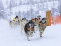 The musher hiding behind sleigh at sled dog race on snow in winter Royalty Free Stock Photo