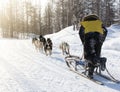 The musher hiding behind sleigh at sled dog race on snow in winter Royalty Free Stock Photo