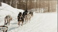 The musher hiding behind sleigh at sled dog race on snow in winter Royalty Free Stock Photo