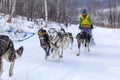 Musher hiding behind sleigh at sled dog race on snow in winter Royalty Free Stock Photo