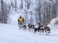 Musher hiding behind sleigh at sled dog race on snow in winter Royalty Free Stock Photo