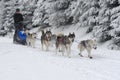 Musher and his dog sledding Siberian Huskies