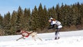 Musher with dog at skijoring race during winter, Zuberec, Slovakia