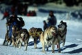 Musher Race Royalty Free Stock Photo