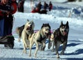 Musher race action Royalty Free Stock Photo
