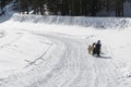 Musher and team of sled dog from the back