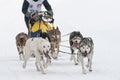 Musher and team of sled dog Royalty Free Stock Photo
