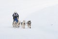 Musher and team of sled dog Royalty Free Stock Photo