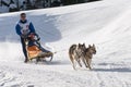 Musher and team of sled dog Royalty Free Stock Photo