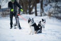 Musher with border collie dogs Royalty Free Stock Photo