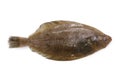 Mushigarei, Round-nose flounder, Shotted halibut Eopsetta grigorjewi