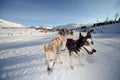 Mushing in Alpe d' Huez, France Royalty Free Stock Photo