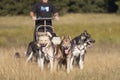 Man with husky Greenland dogs mushing in a green forest