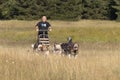 Man with husky Greenland dogs mushing in a green forest