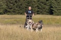 Man with husky Greenland dogs mushing in a green forest