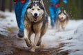 Mushing race, canicross style, dogs dash with speed and enthusiasm