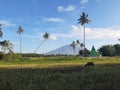 musholla and stunning rice fields