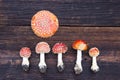 Mushroms toadstools Amanita muscaria on table