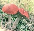 Mushroms Royalty Free Stock Photo