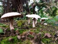 Mushroo Royalty Free Stock Photo