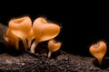 Mushroom Royalty Free Stock Photo