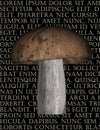 Mushroom Royalty Free Stock Photo