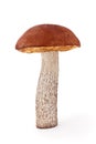 Mushroom Royalty Free Stock Photo