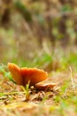 Mushroom Royalty Free Stock Photo