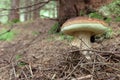 Mushroom