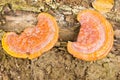 Mushroom Royalty Free Stock Photo