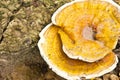 Mushroom Royalty Free Stock Photo