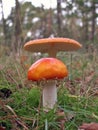 Mushroom