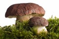 Mushroom Royalty Free Stock Photo