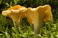 Mushroom Royalty Free Stock Photo