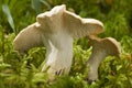 Mushroom Royalty Free Stock Photo