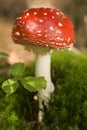 Mushroom