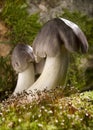 Mushroom Royalty Free Stock Photo