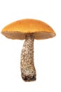 Mushroom. Royalty Free Stock Photo