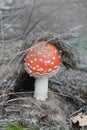 Mushroom agaric