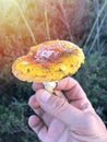 Fly agaric mushroom by forest path