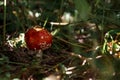 Mushroom agaric among green grass in forest in summer