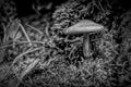 Mushroom on Agawa Bay Trail, Lake Superior, BW Royalty Free Stock Photo